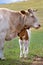 A calf near mother on a summer pasture