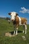 Calf in the Pasture