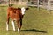 Calf on pasture. Young cow on grazing. Autumn on the agricultural farm. Cattle breeding.