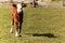 Calf on pasture. Young cow on grazing. Autumn on the agricultural farm. Cattle breeding.