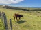 A calf peacefully grazing on a slope in a sunny day, Tawharanui Regional Park, New Zealand