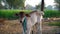 Calf in pet farm. Slow motion footage of New born calf seeding for feed in agriculture farmland. Milk suckler cow kid closeup