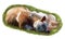 A calf, a piglet and a puppy dog sleeping together on a meadow. Digital painting