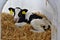 Calf reared on straw in an individual outdoor shed South Bohemia