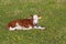 Calf resting on the meadow