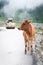 Calf and roller compactor on mountain road