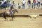 Calf roping