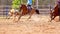 Calf Roping At An Australian Country Rodeo