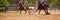 Calf Roping Competition At An Australian Rodeo