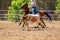 Calf Roping Competition At An Australian Rodeo