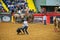 Calf roping competition in the Stockyards Championship Rodeo