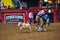 Calf roping competition in the Stockyards Championship Rodeo