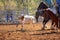 Calf Roping Event At Country Rodeo