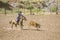 Calf roping, Inter-Tribal Ceremonial Indian Rodeo, Gallup NM