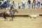 Calf roping, Navajo Rodeo, AZ