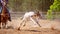 Calf Roping Rodeo Competition For Sport