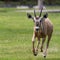 Calf running and jumping