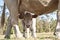 Calf satisfied with milk