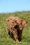 Calf of a Scottish cow in Lofoten