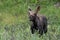 Calf Shiras Moose of The Colorado Rocky Mountains