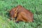 Calf sleeping on the field in vietnamese countryside