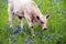 Calf Sniffing Bluebonnets