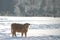 Calf in snowy winter