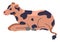 Calf with spots on fur, cattle livestock animal
