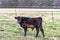 Calf in spring pasture with train in background
