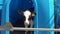 Calf in the stall - real life in farm