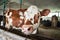 Calf in stalls at dairy farm
