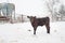 Calf Standing out in a Spring Snowstorm