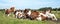 Calf stands up out of a group cows cozy lying together under a blue sky