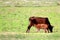 Calf sucking milk from a cow on the grassland