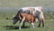 Calf sucking milk on field