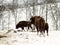 Calf suckles her mother bison cow. Feeding place in bison nurser