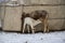 A calf sucks a cow`s udder against the background of a yurt standing in the snow