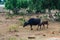 Calf sucks milk from the buffalo mom in savannah on sri lank