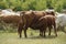 The calf sucks milk from the nipple of the cow`s udder. Keeping cattle outdoors.