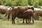 The calf sucks milk from the nipple of the cow`s udder. Keeping cattle outdoors.