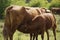 The calf sucks milk from the nipple of the cow `s udder. Keeping cattle outdoors.