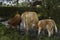 The calf sucks milk from the nipple of the cows udder. They are in a stream. Keeping cattle outdoors.