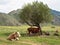 Calf sucks the udder of a cow on the background of a tree