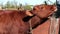 Calf suffer from insect parasites and try to scratch its neck on rusty barrel