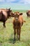 Calf on summer meadow