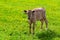 The calf is the symbol of 2021 of the Bull. Small calf on a green meadow