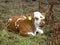 Calf in Thuringen, Germany