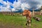 Calf on a village street, old fence, beautiful sky with clouds