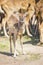 Calf of waterbuck looking at camera