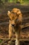 Calf in Wildpark